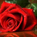 @mrs.bgm.love_song.24
