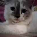 @simas854