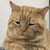 malungcat