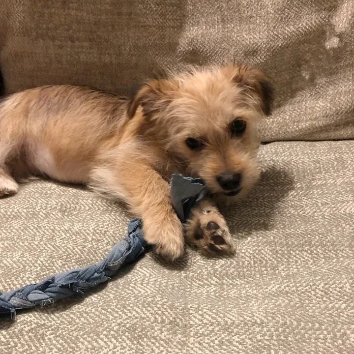 cookiethebilingualdog