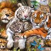 bakwananimals