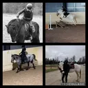 @equestrian_hastliv