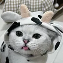 @kimbapcat