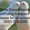 whitedoverelease