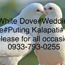 @whitedoverelease