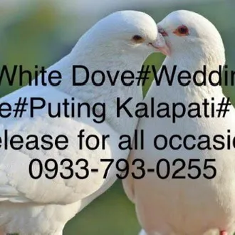 whitedoverelease