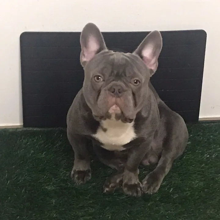@enzobully85