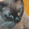 meowdyjayzone