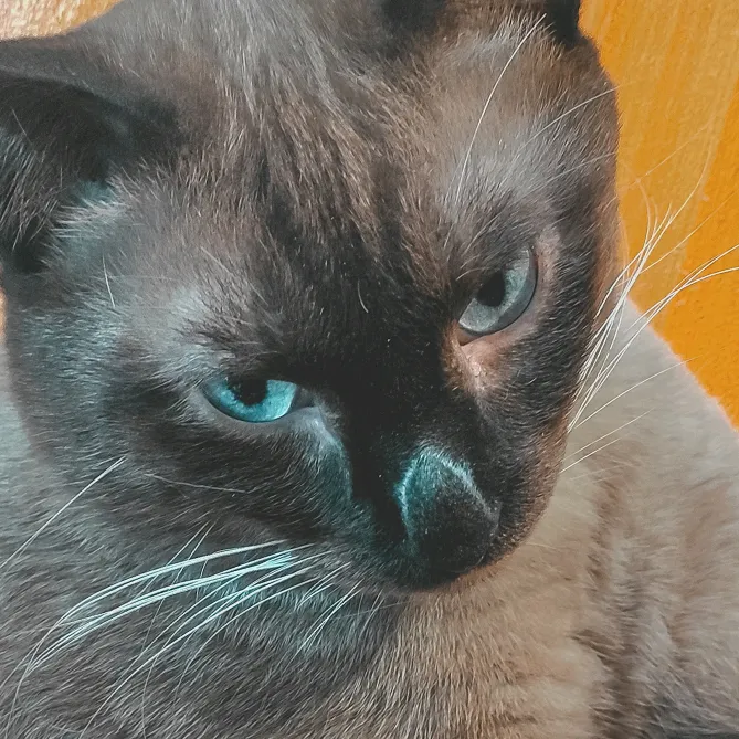 meowdyjayzone