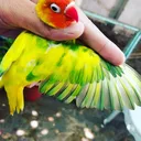 @raja_adeeb_arif