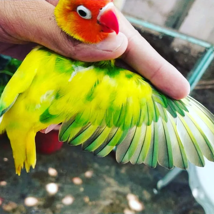 raja_adeeb_arif