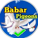 @babarpigeonsclub