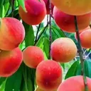 @fruittank88