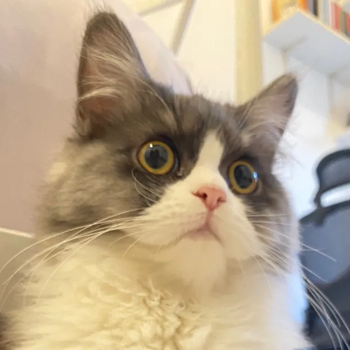 kimkimmy_cat