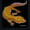 cambridgegecko