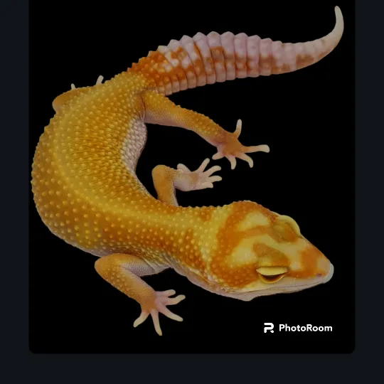 @cambridgegecko