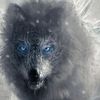apex_predator_wolf
