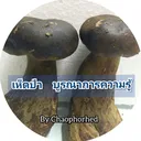 @chaophorhed