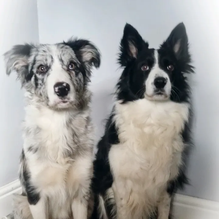 beloved_bordersuk
