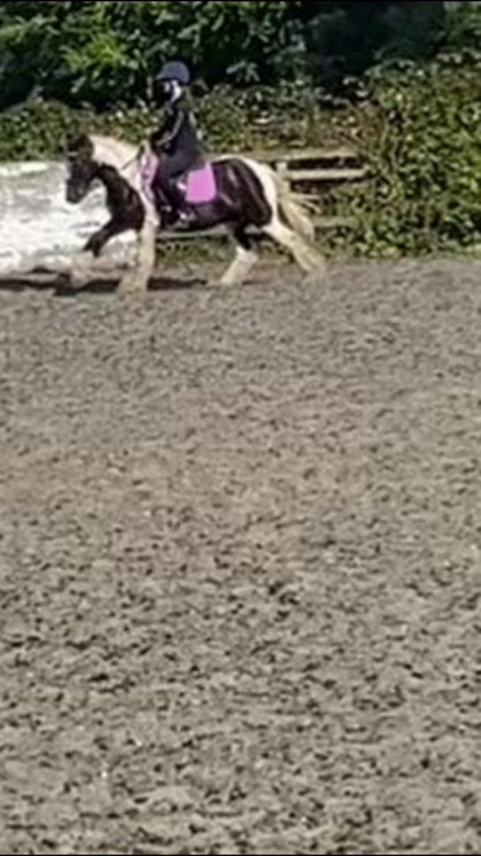 TikTok video thumbnail by lfr_equestrian02