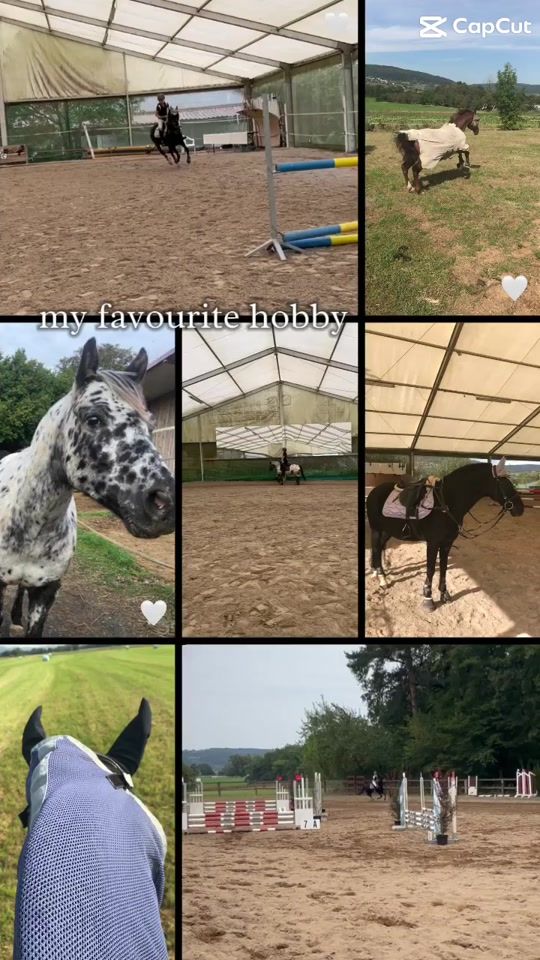 TikTok video thumbnail by pferdemedchen5