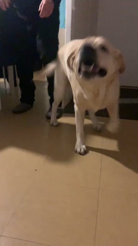 TikTok video thumbnail by osko_the_labrador