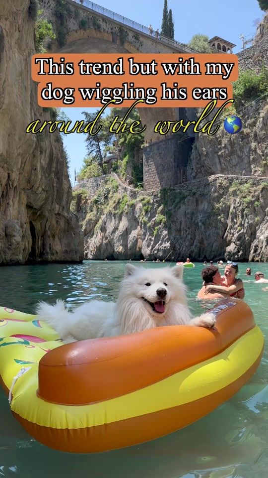 TikTok video thumbnail by wanderlust_samoyed