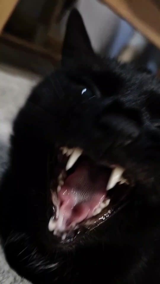 TikTok video thumbnail by marythecrazyheadcat