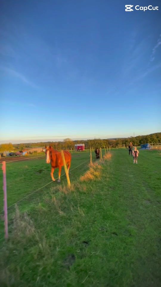 TikTok video thumbnail by twiggythe_trotter