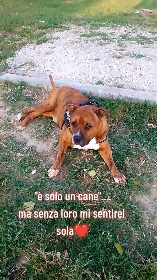 TikTok video thumbnail by simonettapiccini3