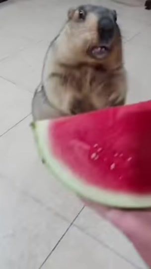 TikTok video thumbnail by toxicg40