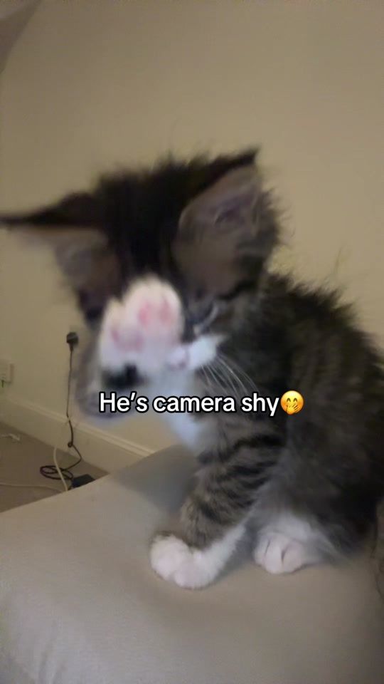 TikTok video thumbnail by enzopurrs