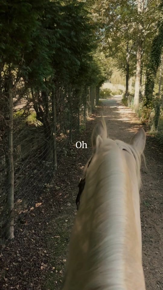 TikTok video thumbnail by filesandthehorses