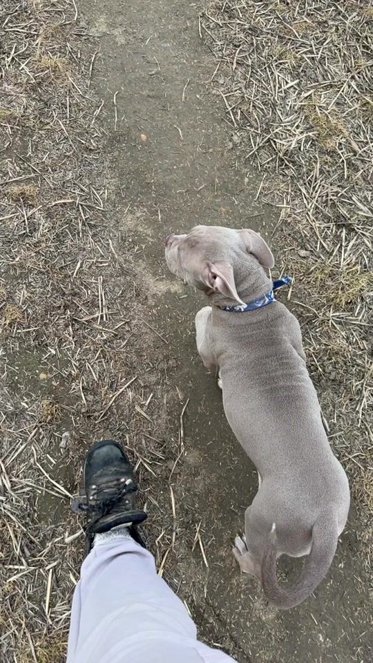 TikTok video thumbnail by k9rainebully