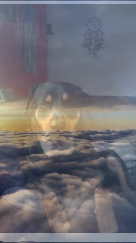 TikTok video thumbnail by schwarzerteufel34