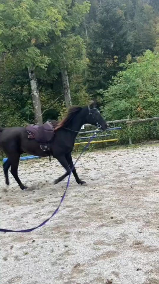 TikTok video thumbnail by leonie_steinlechner