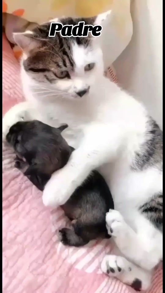 TikTok video thumbnail by luanabrown0