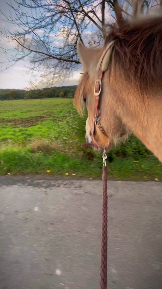 TikTok video thumbnail by ragadi_fjordpferd
