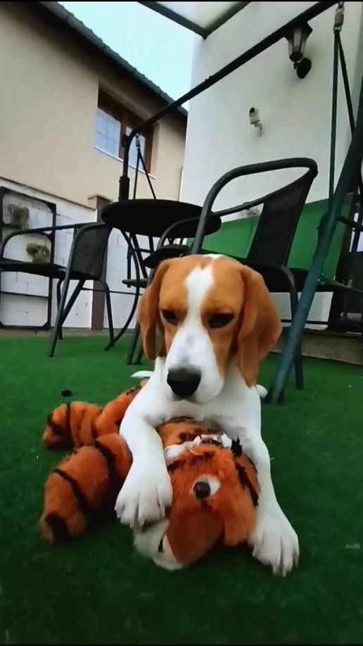 TikTok video thumbnail by speedy_beagle