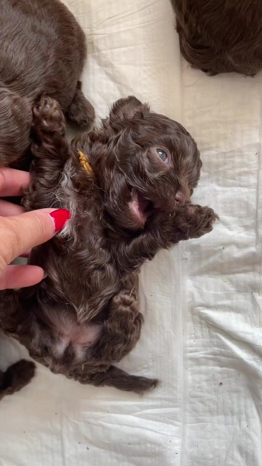 TikTok video thumbnail by stylovepupile