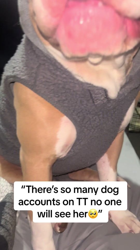 TikTok video thumbnail by bullybella2022