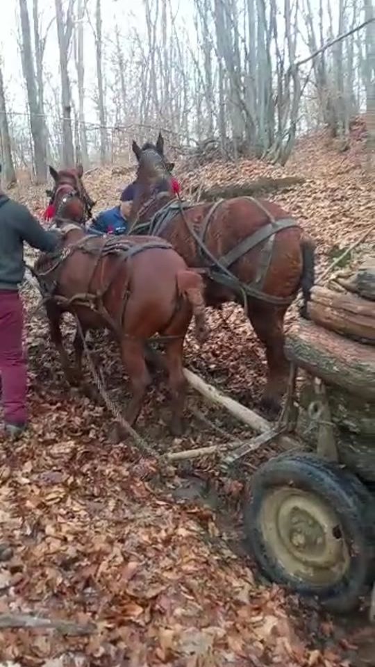 TikTok video thumbnail by cezarjonny2