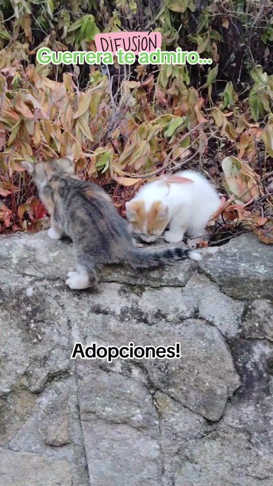 TikTok video thumbnail by a_mi_gatos