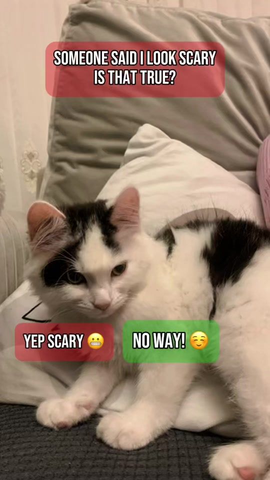 TikTok video thumbnail by oreo.cat29