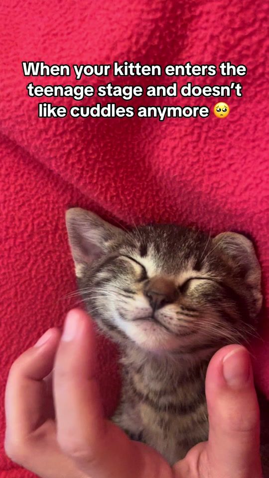 TikTok video thumbnail by mortythecat5