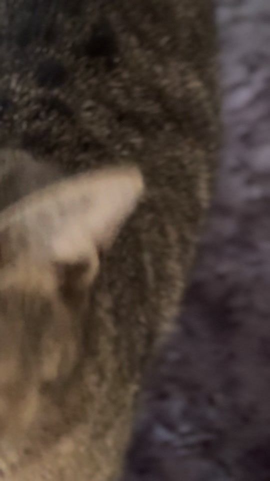 TikTok video thumbnail by funnycats002