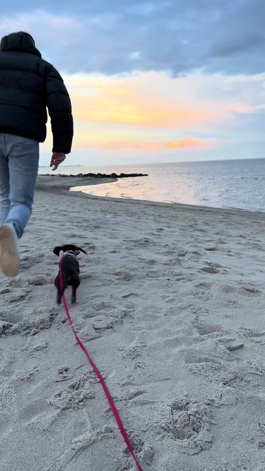 TikTok video thumbnail by zwergdackel.lotti