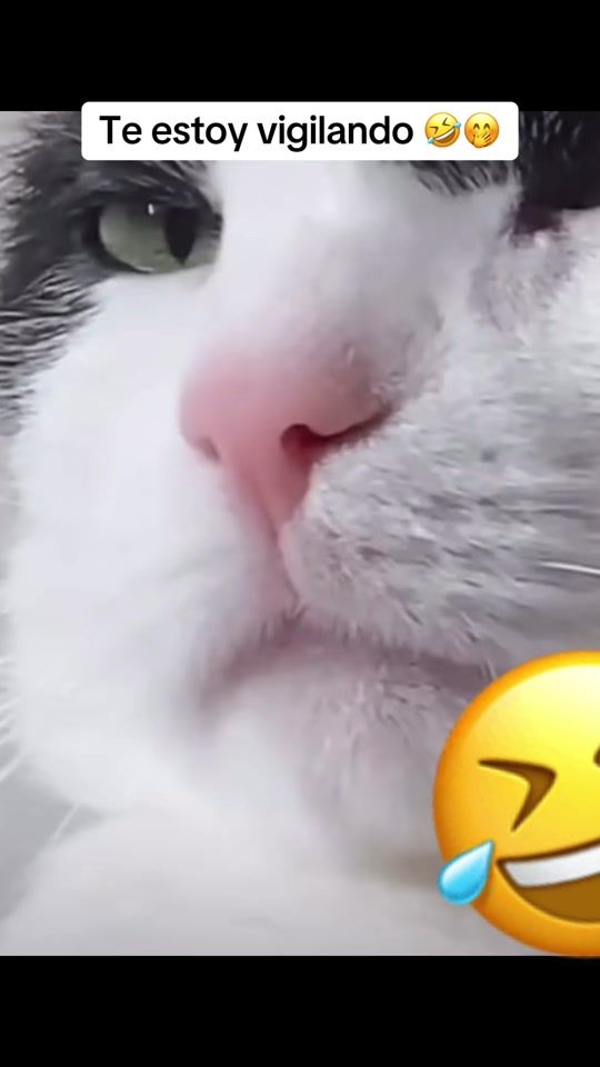 TikTok video thumbnail by tucaramelitot