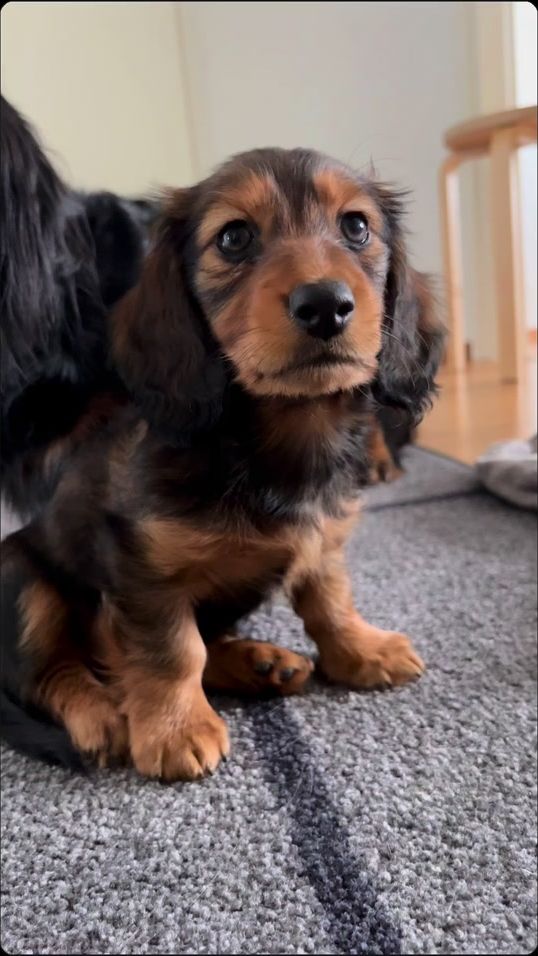 TikTok video thumbnail by nalas_dogdiary