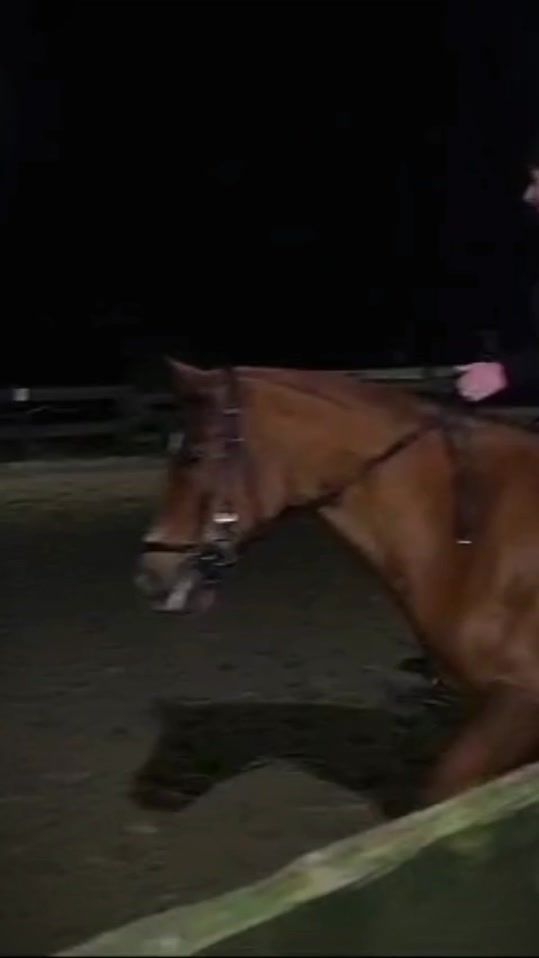 TikTok video thumbnail by jarno.katie